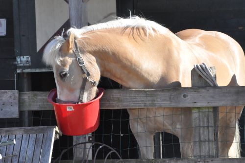 paard_steffi